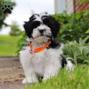 Teddy, Teddy Bear Puppy