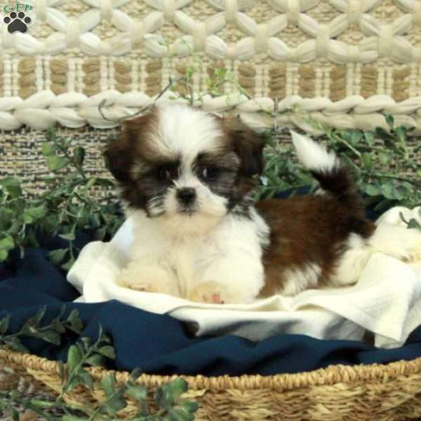 Teddy, Shih Tzu Puppy
