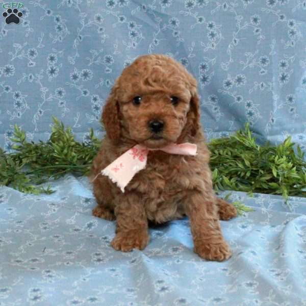 Teddy, Cockapoo Puppy