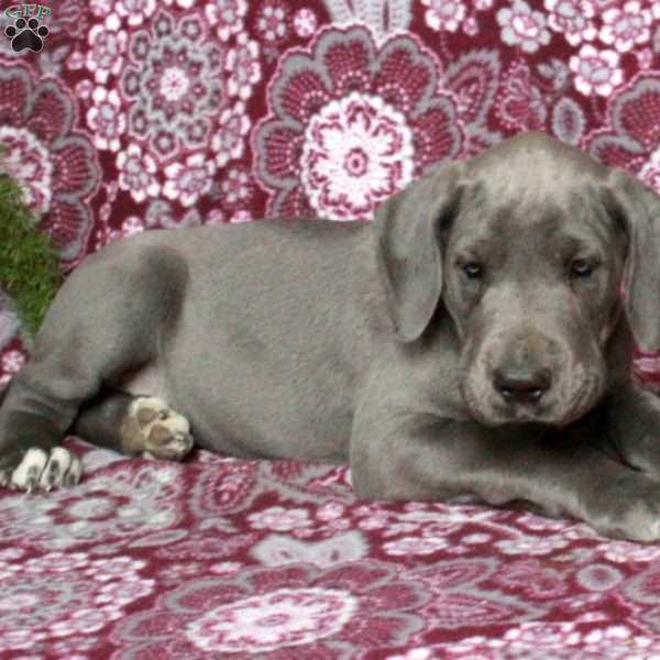 Teddy, Great Dane Puppy