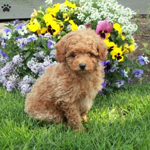 Teddy, Toy Poodle Puppy