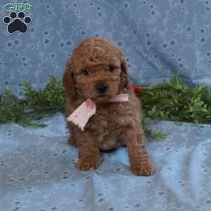 Teddy, Cockapoo Puppy
