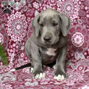 Teddy, Great Dane Puppy