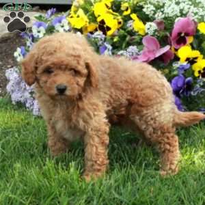 Teddy, Toy Poodle Puppy
