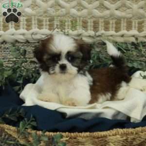 Teddy, Shih Tzu Puppy