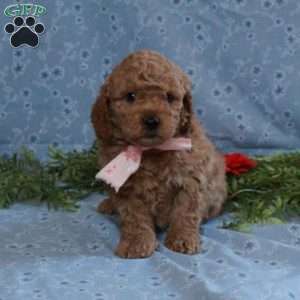 Teddy, Cockapoo Puppy