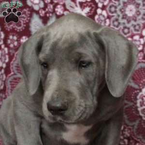 Teddy, Great Dane Puppy