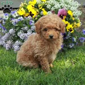 Teddy, Toy Poodle Puppy