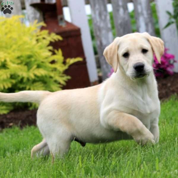 Teddy, Yellow Labrador Retriever Puppy