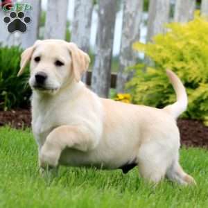 Teddy, Yellow Labrador Retriever Puppy