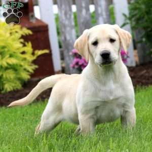 Teddy, Yellow Labrador Retriever Puppy