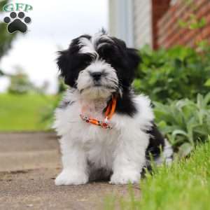 Teddy, Teddy Bear Puppy