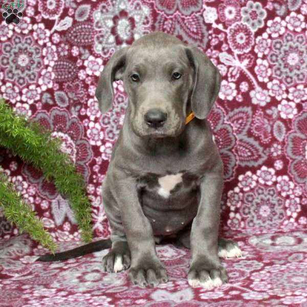 Teresa, Great Dane Puppy