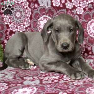 Teresa, Great Dane Puppy