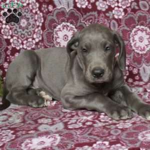 Teresa, Great Dane Puppy