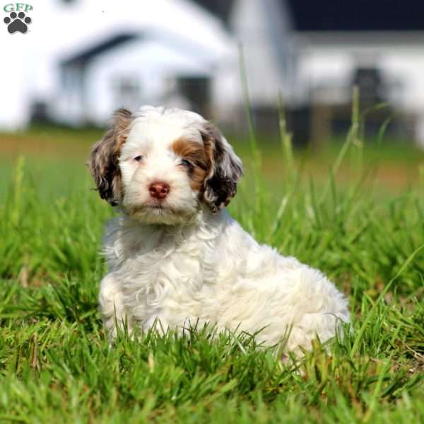 Teresa, Cockapoo Puppy