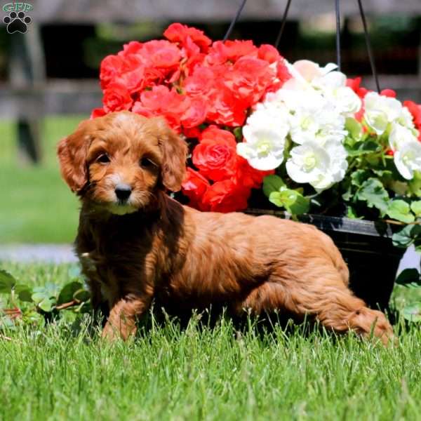 Teresa, Goldendoodle Puppy