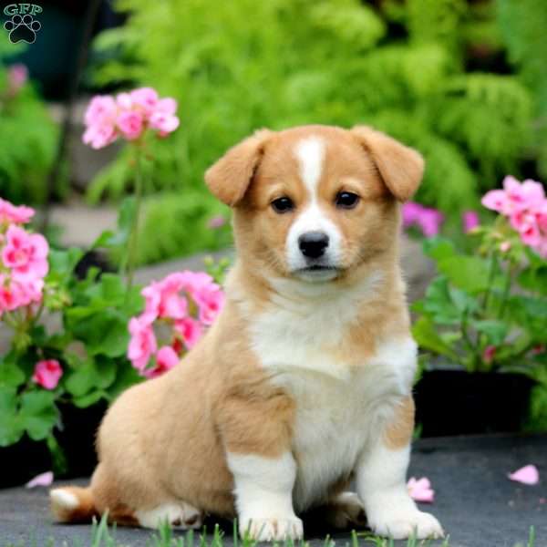 Teresa, Welsh Corgi Mix Puppy