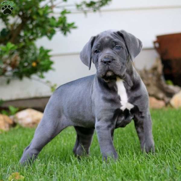 Teresa, Cane Corso Puppy