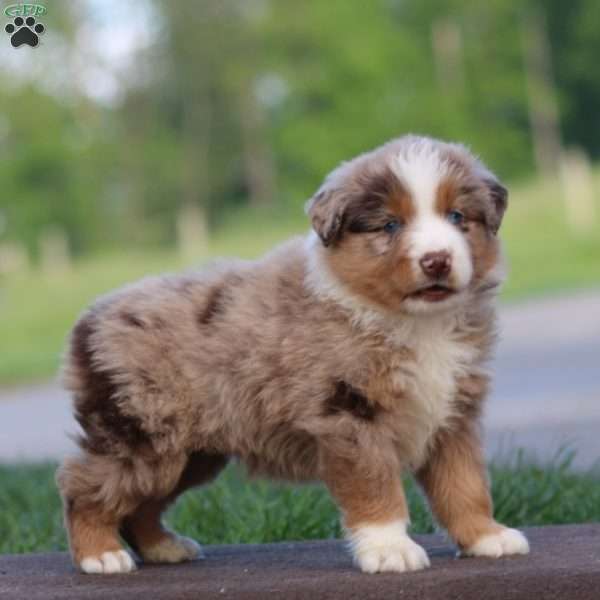 Teresa, Australian Shepherd Puppy