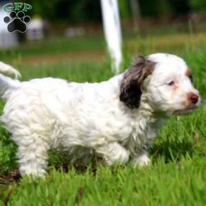 Teresa, Cockapoo Puppy