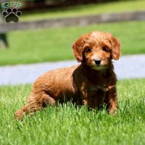 Teresa, Goldendoodle Puppy