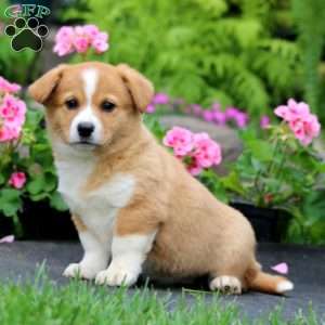 Teresa, Welsh Corgi Mix Puppy
