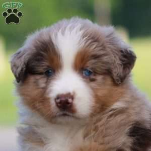Teresa, Australian Shepherd Puppy