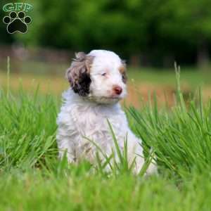 Teresa, Cockapoo Puppy