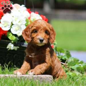 Teresa, Goldendoodle Puppy