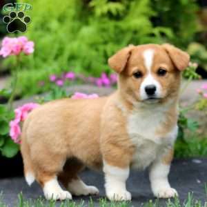 Teresa, Welsh Corgi Mix Puppy