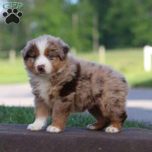 Teresa, Australian Shepherd Puppy