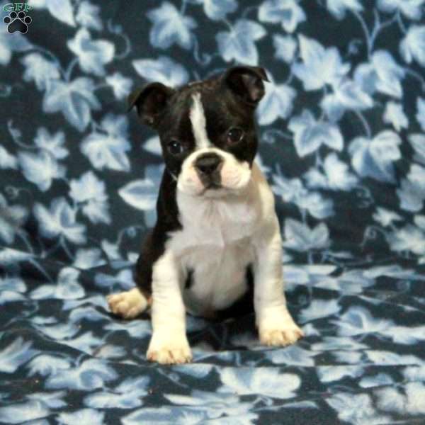 Tessa, Boston Terrier Puppy