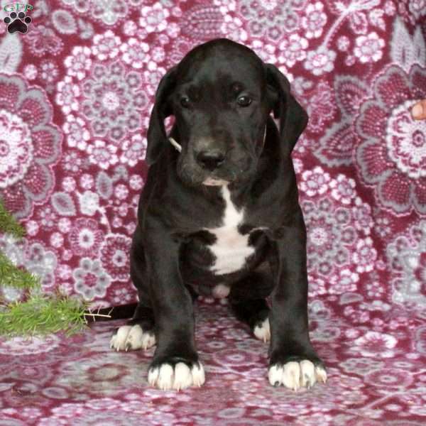 Tessa, Great Dane Puppy