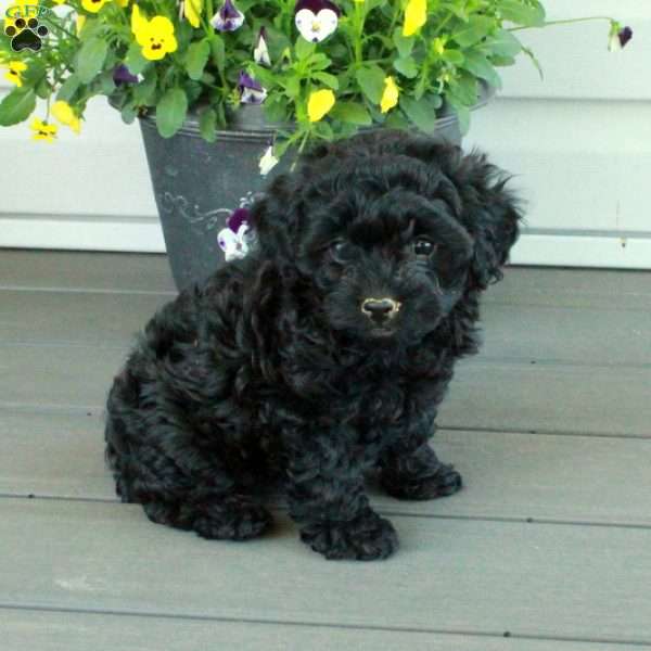 Tessa, Yorkie Poo Puppy
