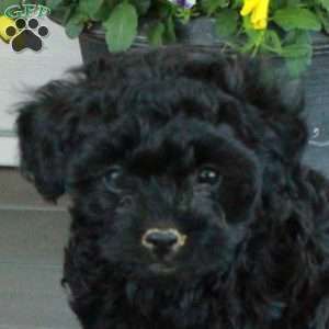 Tessa, Yorkie Poo Puppy