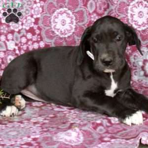 Tessa, Great Dane Puppy