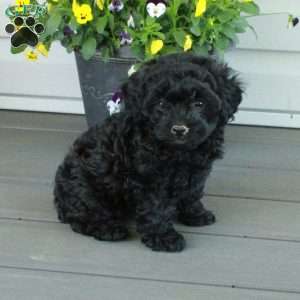 Tessa, Yorkie Poo Puppy