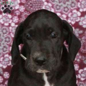 Tessa, Great Dane Puppy