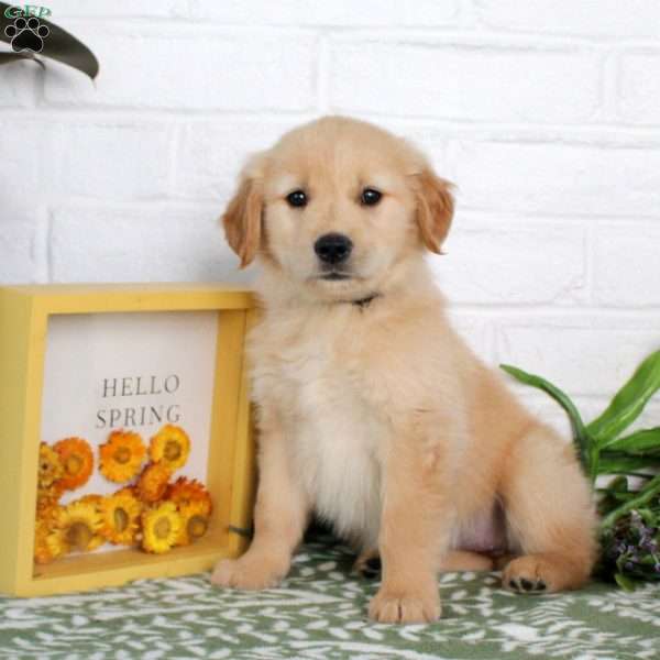 Tessa, Golden Retriever Puppy