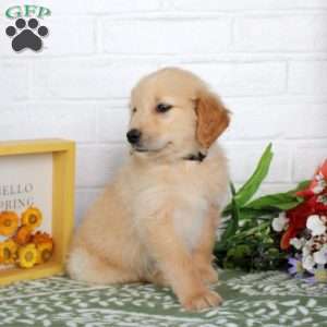 Tessa, Golden Retriever Puppy
