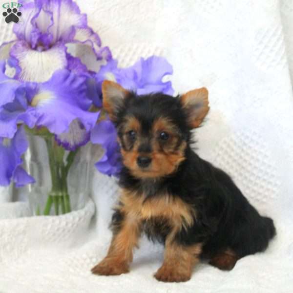 Tessy, Yorkie Puppy