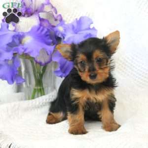 Tessy, Yorkie Puppy