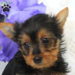Tessy, Yorkie Puppy