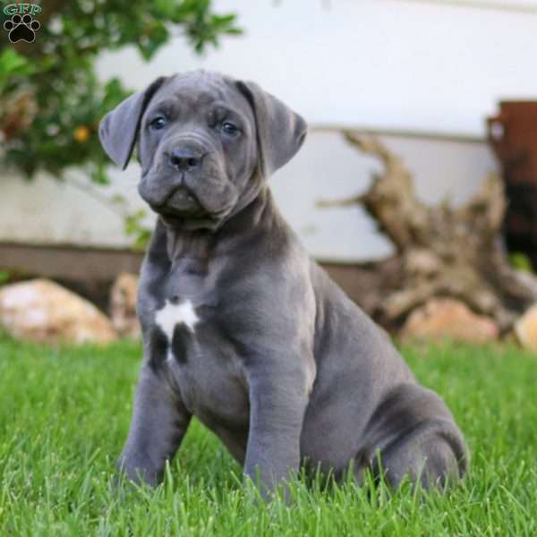 Thea, Cane Corso Puppy