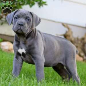Thea, Cane Corso Puppy