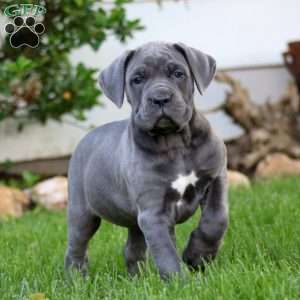 Thea, Cane Corso Puppy