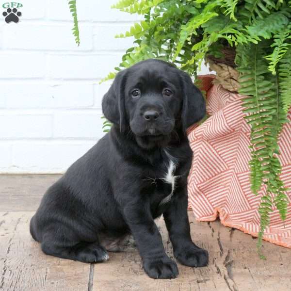 Theo, Labrador Mix Puppy
