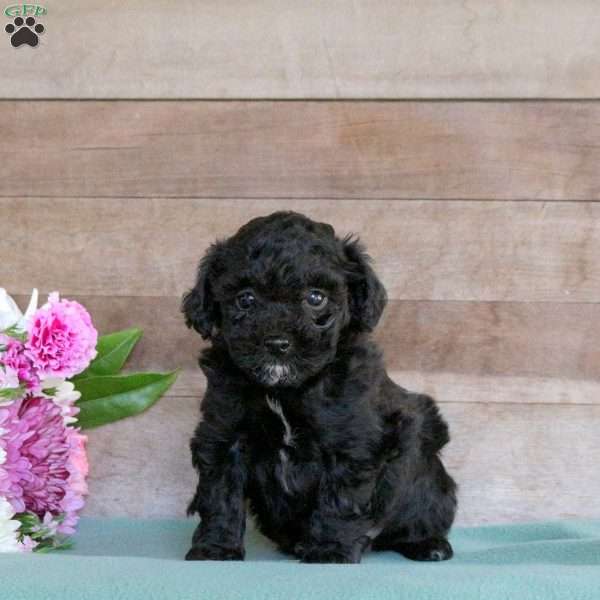 Theo, Toy Poodle Puppy