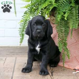 Theo, Labrador Mix Puppy